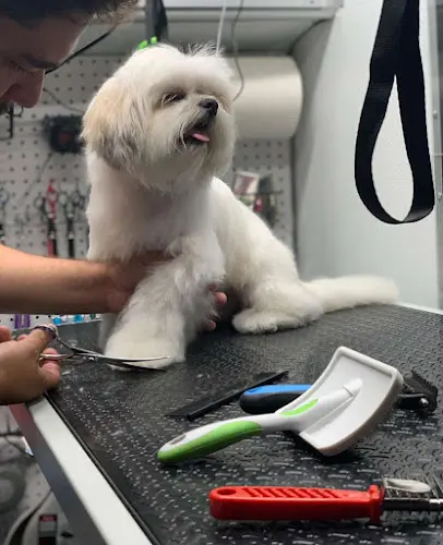 Dog Grooming Mobile Pet Grooming SPA Peninsula San Mateo