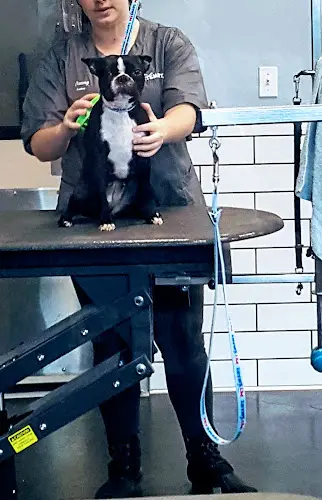 Dog breeder PetSmart Vallejo