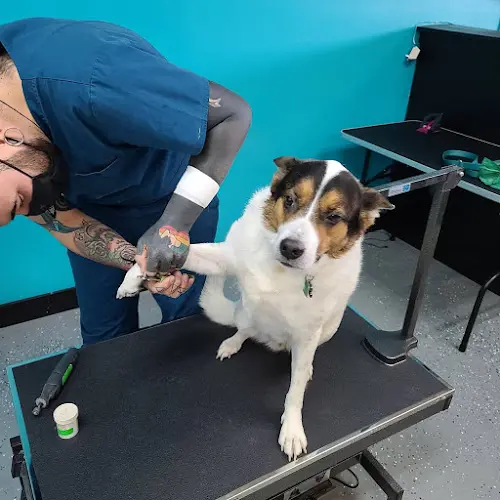 Dog Grooming What The Fluff Dog Grooming Everett