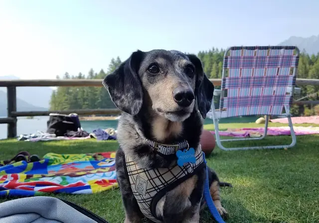 Pet boarding service Gentle Hands Cherished Paws Renton