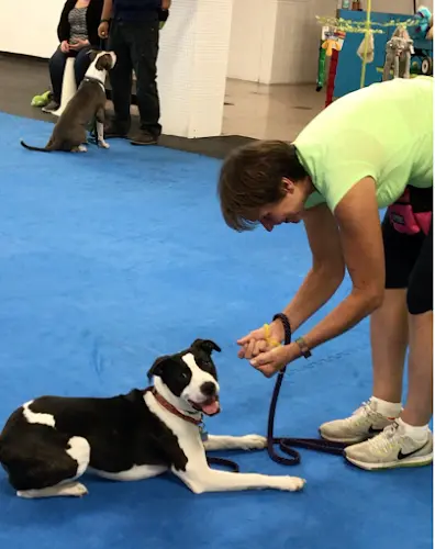 Dog trainer The Well Mannered Dog Eugene