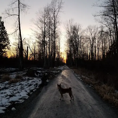 Dog Park Sunset Pond Park Bellingham