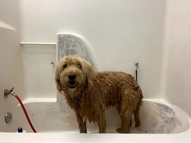 Dog day care center Chico Pet Works & Pet Salon Chico
