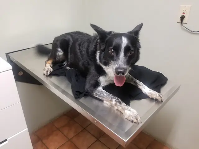 Pet vet Portland Animal Clinic Gresham
