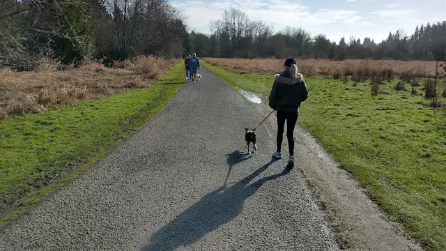 Dog Park Salmon Creek Greenway Trail Vancouver