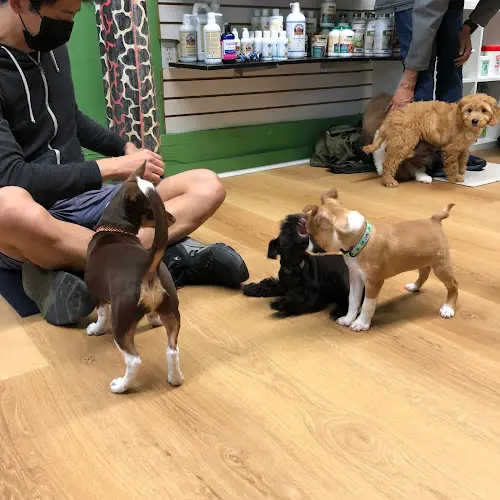 Pet vet Bernal Beast San Francisco
