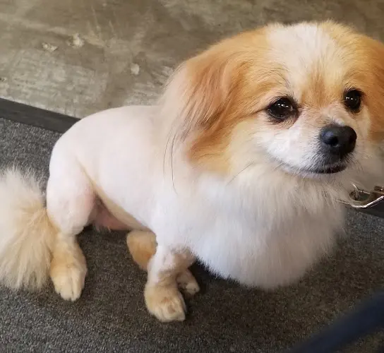 Pet boarding service Artistic Pet Salon Fresno
