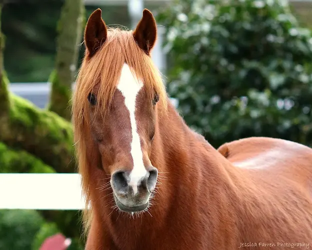Rescue & Shelter Save a Forgotten Equine (SAFE) Kirkland