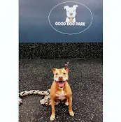 Dog Park Good Dog Park Gresham