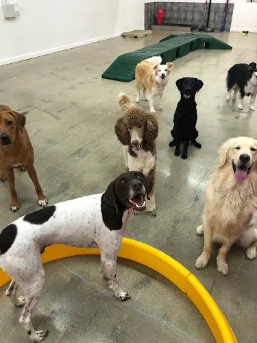 Dog day care center Pampered Paws Salon & Spa West Covina
