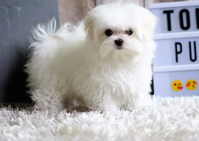 Dog breeder Top Dog Puppies Hesperia