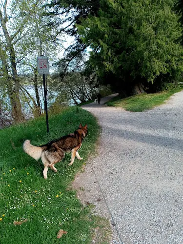 Dog walker Lake Padden Dog Park Bellingham