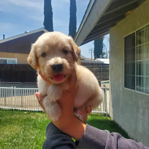 Dog breeder Gavilan Hills Golden Retrievers Victorville