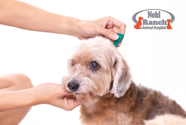 Pet boarding service Nohl Ranch Animal Hospital Orange