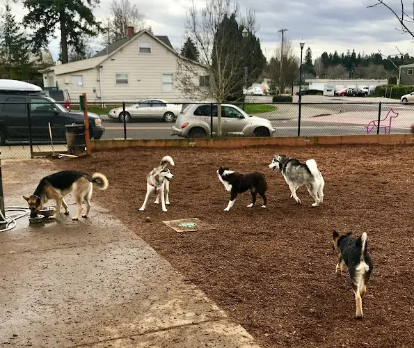 Dog Park Ash Avenue Dog Park Gresham