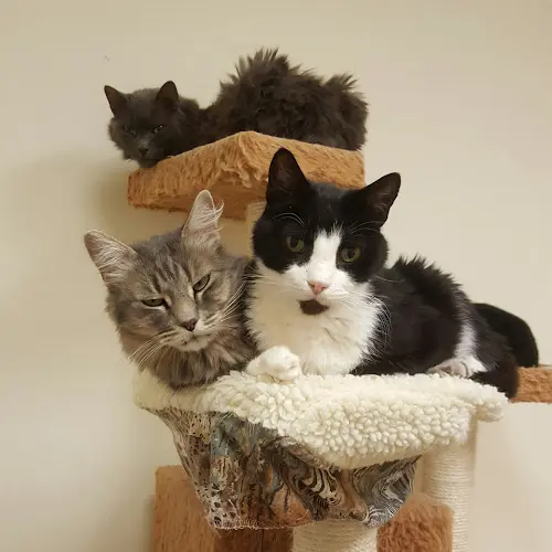 Pet vet Heaven on Earth Animal Clinic Simi Valley