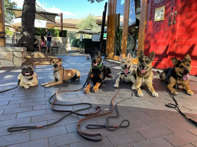 Dog trainer Matan Dog Training Norwalk