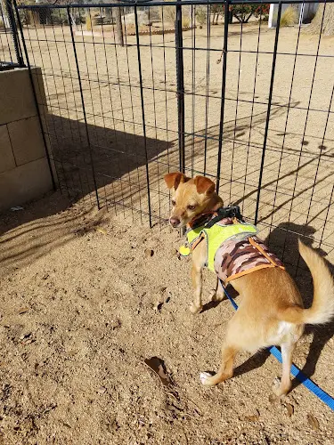 Rescue & Shelter Victor Valley Animal Protection League Fontana