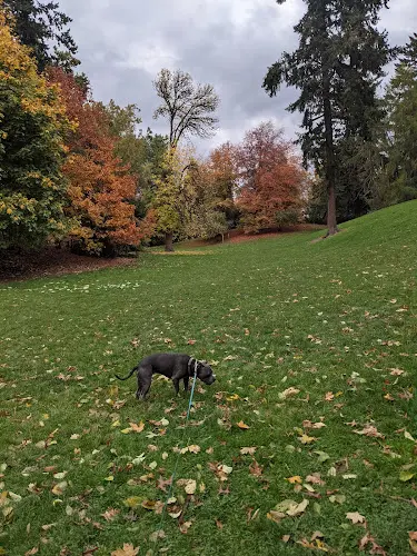 Dog Park Kenilworth Park Portland