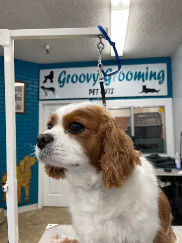 Dog Grooming Groovy Grooming Pet Cuts Redding
