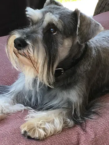 Dog Grooming Taya's Tender Touch Pet Grooming Moreno Valley