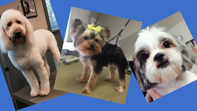 Dog Grooming You Heavenly Dog Bellevue