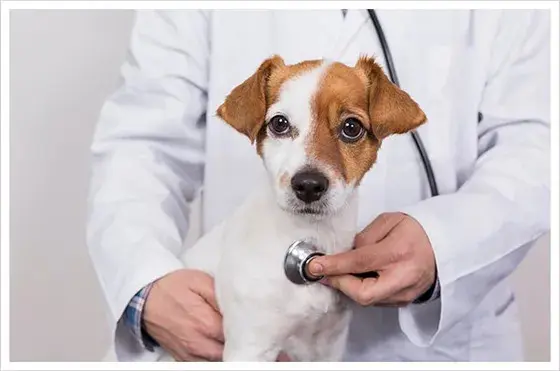 Pet vet Fontana Animal Hospital Fontana