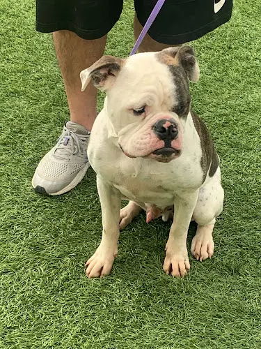 Dog breeder One of a Kind Bulldogs Murrieta