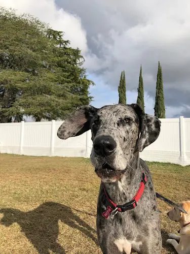 Dog day care center Buster’s Pet Resort & Daycare Sacramento