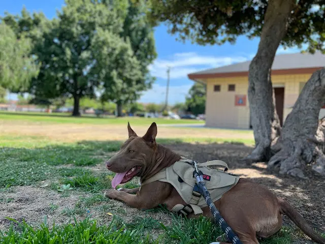 Dog breeder Baldwin Park Animal Shelter West Covina