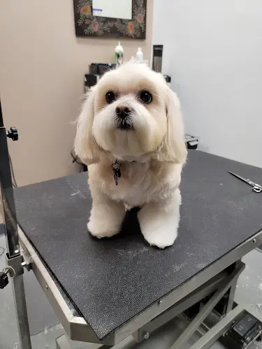 Dog Grooming Destiny's Grooming Gresham
