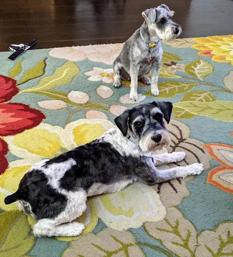 Pet boarding service B&T's Dusty Paws Hesperia