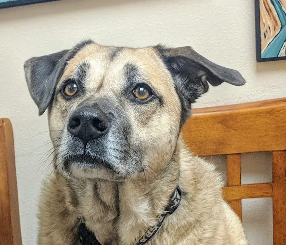 Pet vet Northshore Veterinary Hospital Bellingham