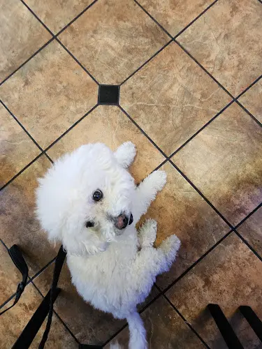 Pet vet VCA Animal Medical Center of Southern California Santa Monica