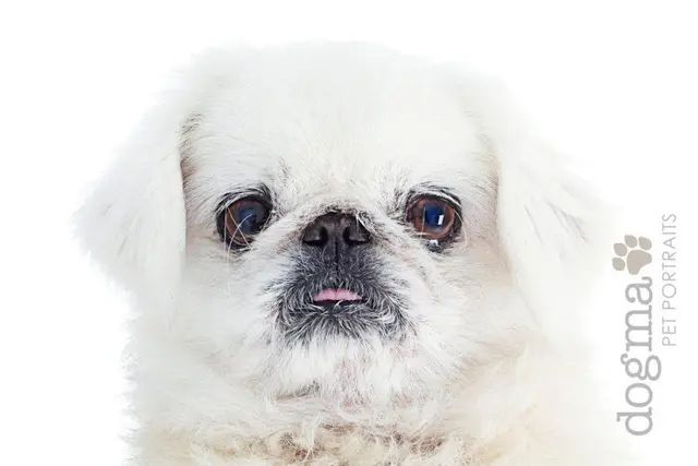 Rescue & Shelter Shamrock Rescue Foundation Victorville