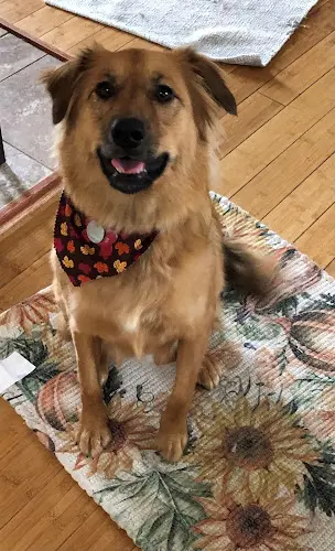 Dog day care center Deschutes Pet Lodge LLC Bend