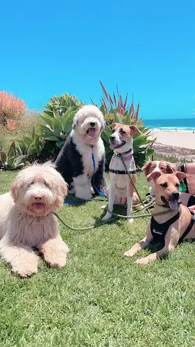 Dog day care center Dogfitt Inglewood