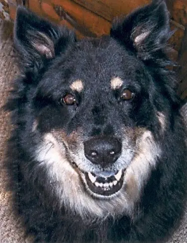 Pet vet Animal Clinic of Oak View Ventura