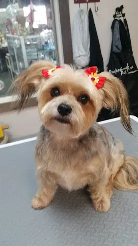 Pet boarding service Pampered Poodle Livermore