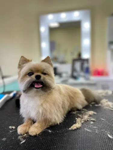 Dog Grooming Liah's Pet Grooming Spa Burbank