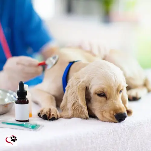 Dog day care center Woodcrest Veterinary Clinic Riverside