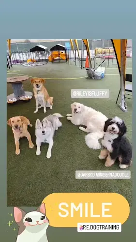 Dog trainer Positive Energy Dog Training Daly City