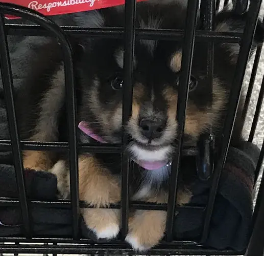 Dog day care center Petco Mission Viejo