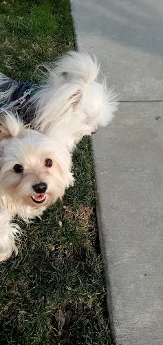 Dog breeder Golden Valley Park Santa Clarita