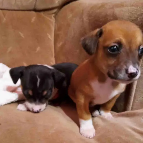 Rescue & Shelter A+ Pet Foster Fresno