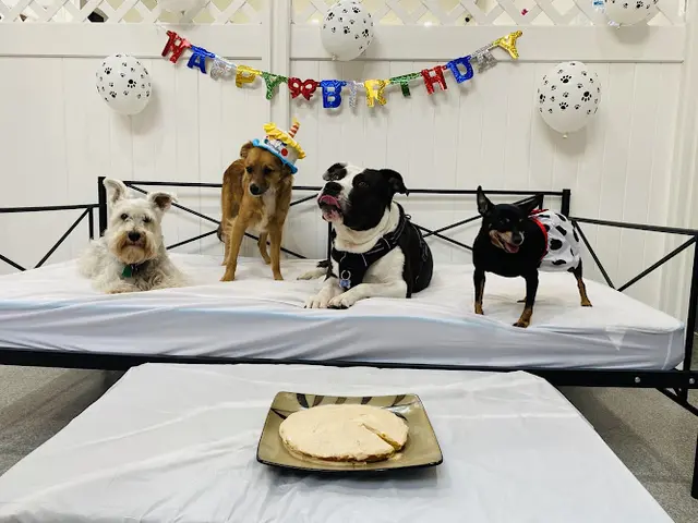 Dog day care center Puparazzi Los Angeles