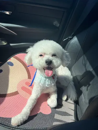 Dog Grooming Cutie Pet Grooming West Covina