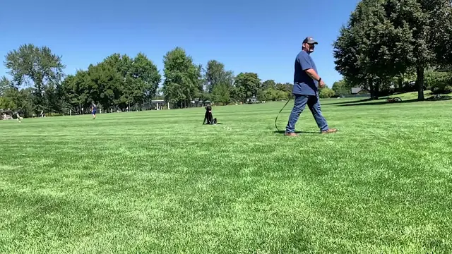 Dog trainer Integrity Dog Training Salem