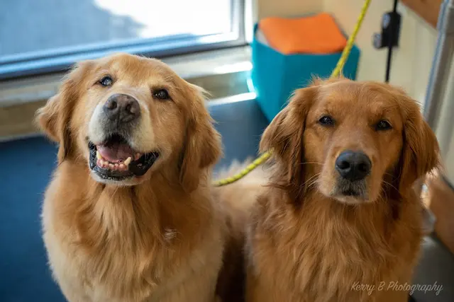 Pet vet Shake & Shine LLC Bellingham