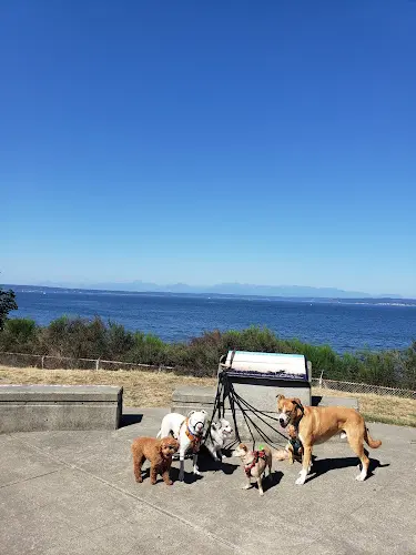 Dog walker Dog Dude Taylor Seattle